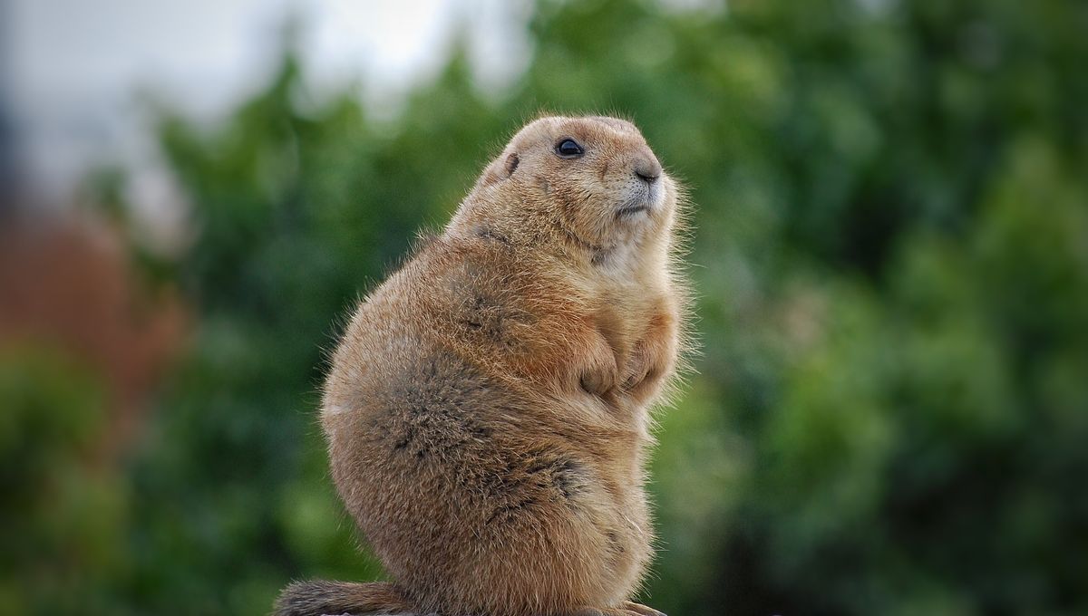 Marmotte