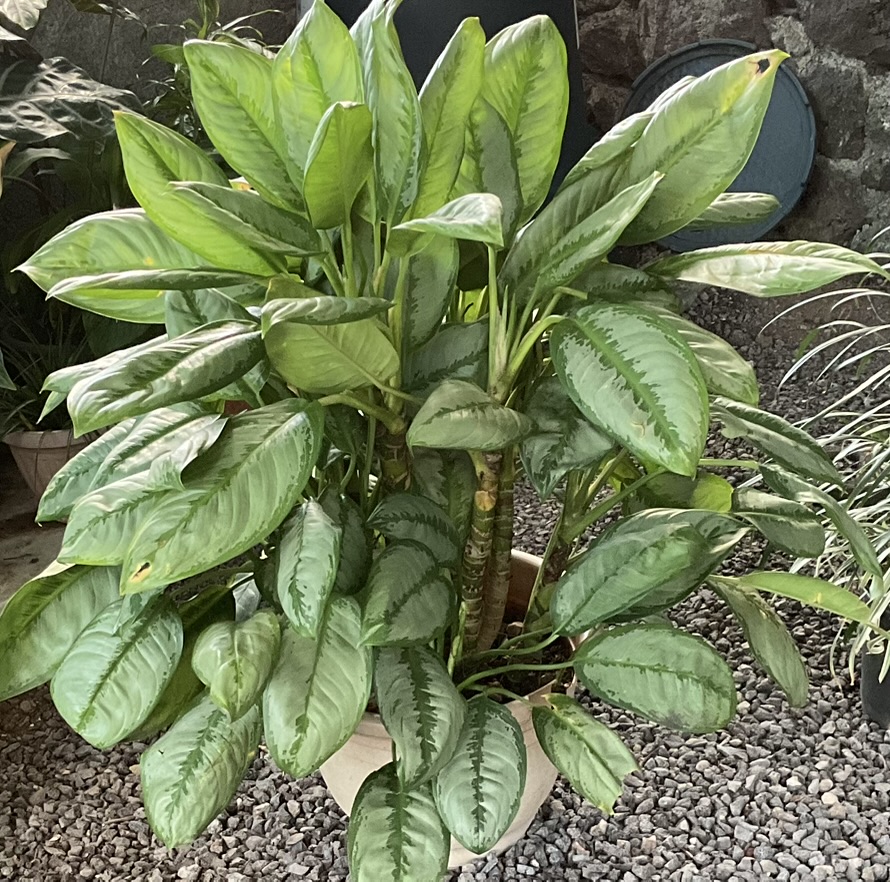 Plante🪴Aglaonema