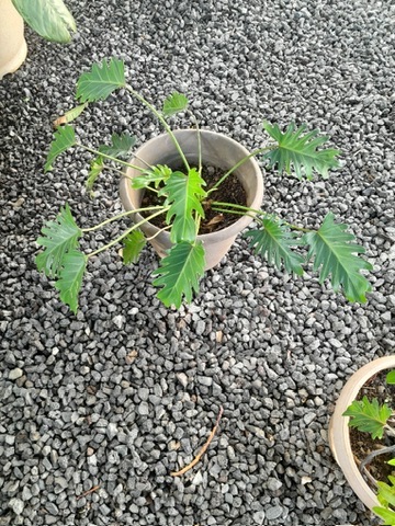 Plante🪴Philodendron