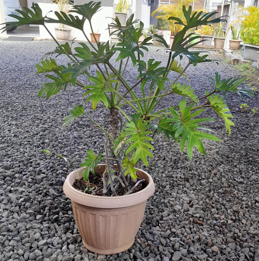 Plante🪴Philodendron