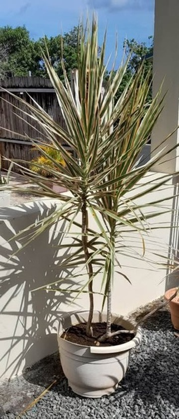 Plante🪴Dracaena