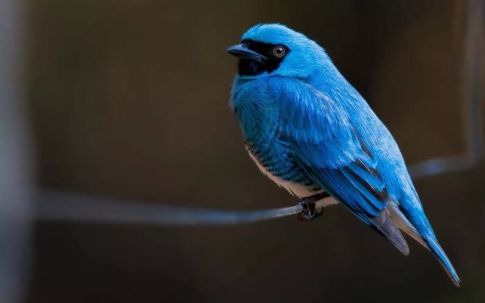 Oiseau