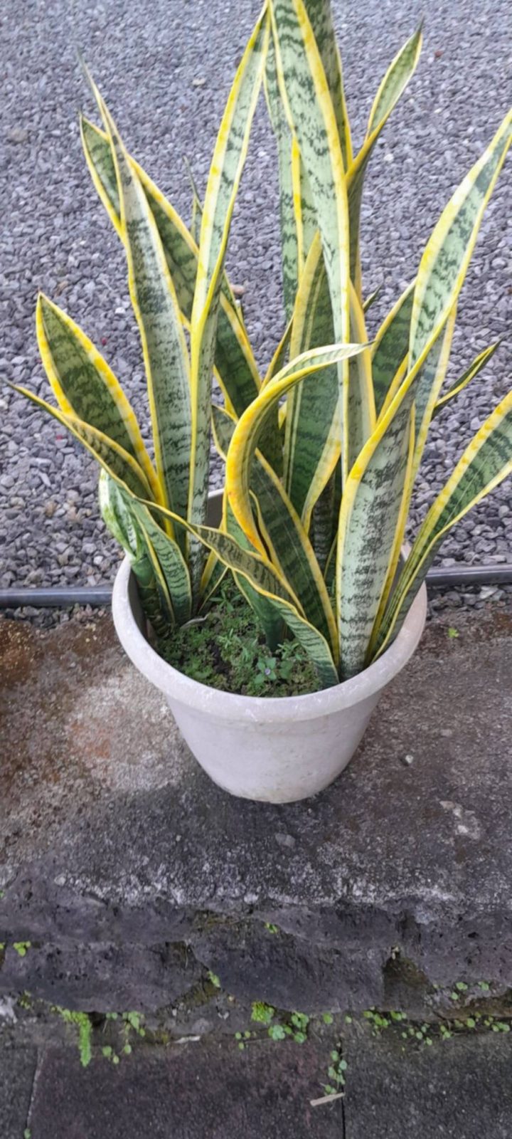 Plante Sansevieria Ttrifasciata Laurentii Langue De Belle Mère — La Réunion