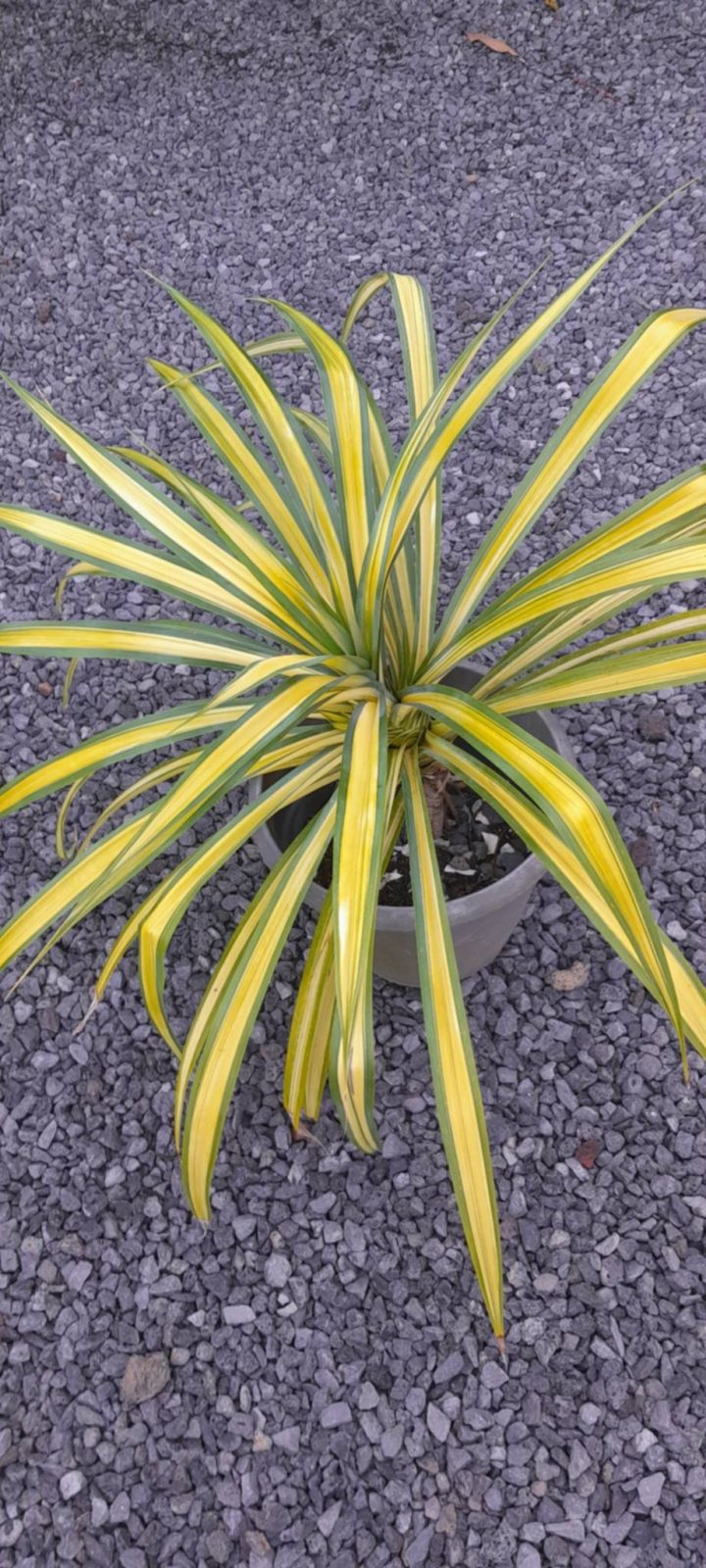 Plante Pandanus Baptistii’ Variegata’