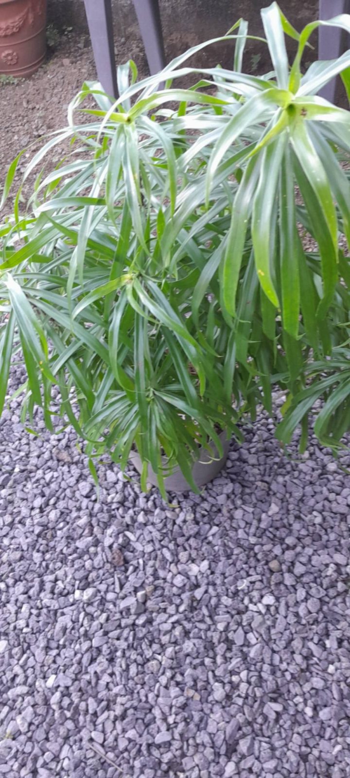 Plante Dracaena Anita
