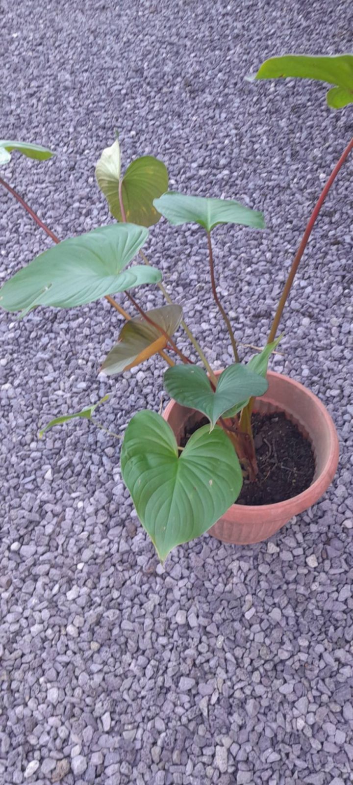 Plante Homalomena Rubescens’Maggy’