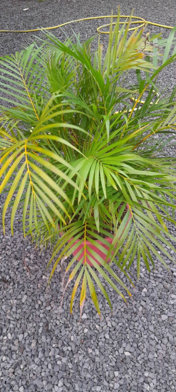 Palmier🌴Multipliant